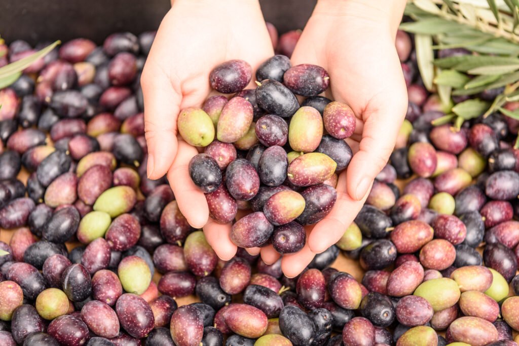 Zeytin Çeşitleri