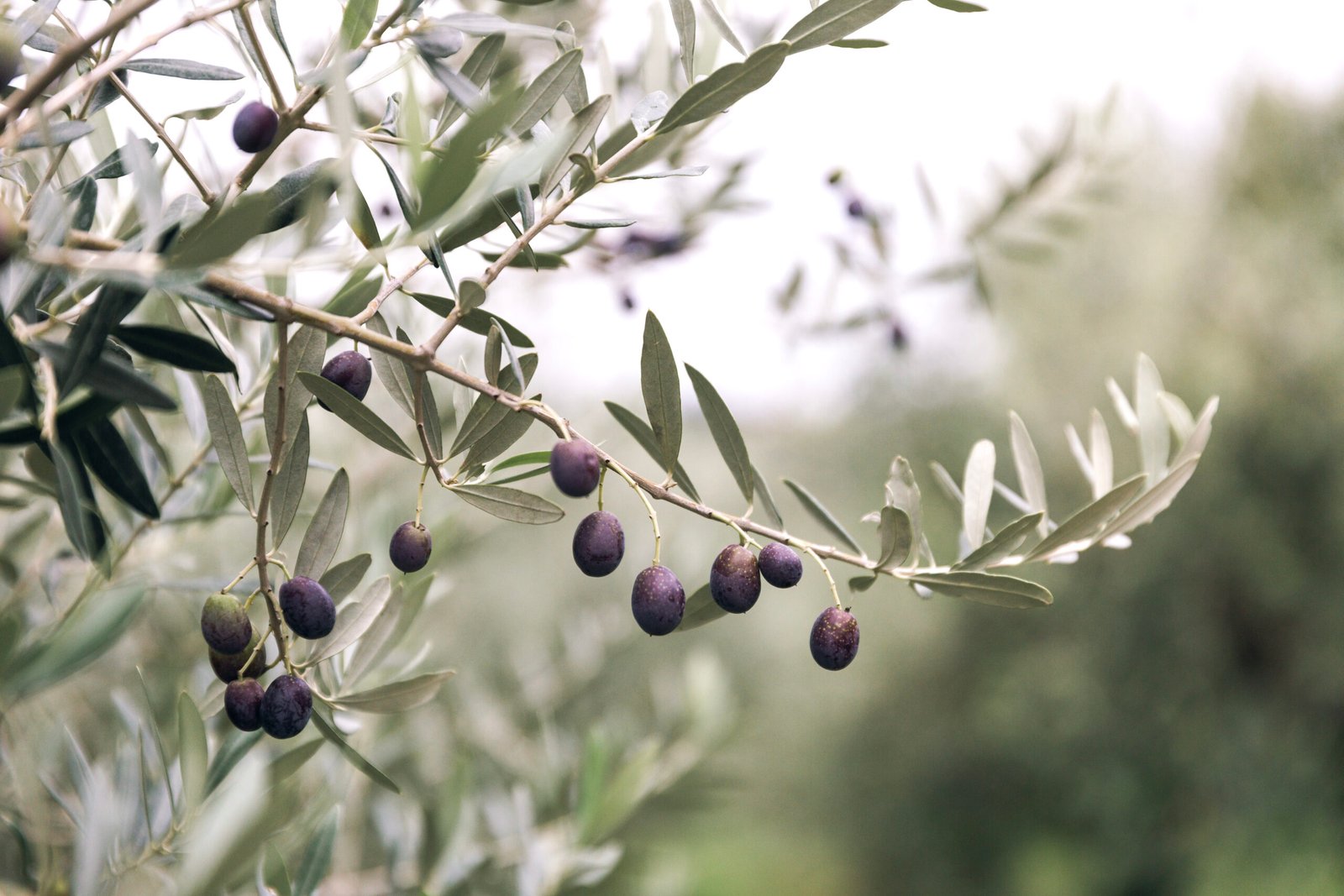 Sele Zeytin Nedir? Özellikleri Neler?