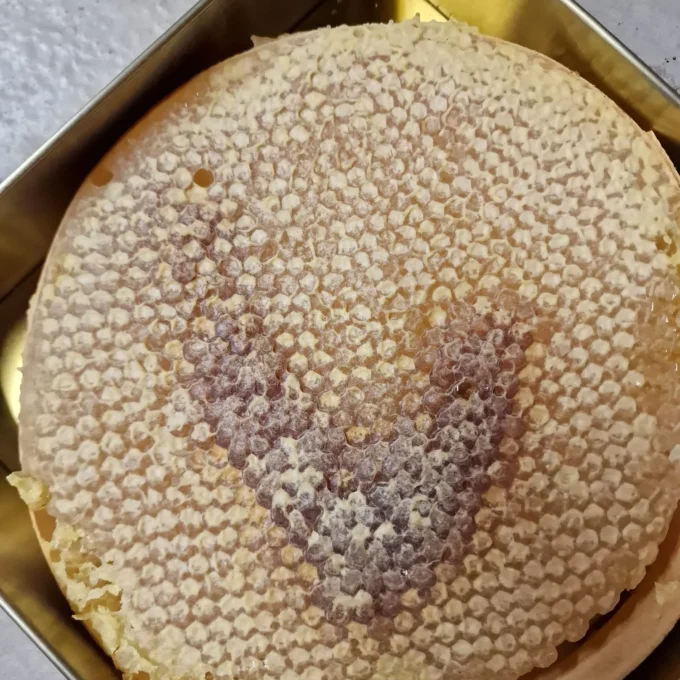 SULTAN SANDIK KARAKOVAN BAL(PLEKSİ)